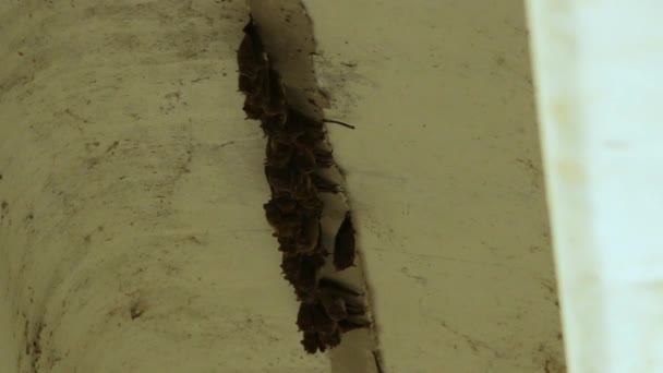 Adorabile Famiglia Pipistrelli Raggruppati Crepaccio Sotto Ponte Cemento — Video Stock