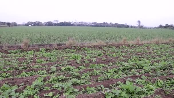 Cultivo Frijol Tamaño Familiar México Rural — Vídeos de Stock