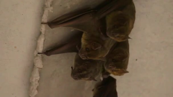 Αξιολάτρευτη Οικογένεια Νυχτερίδων Συγκεντρωμένη Στην Ρωγμή Κάτω Από Μια Τσιμεντένια — Αρχείο Βίντεο