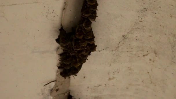 Adorable Famille Chauves Souris Regroupées Crevasse Sous Pont Béton — Video