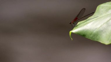Amerikan lastik benekli kızböceği nehir kıyısında bir taro üzerinde tünemekte.