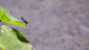 Yakut benekli kızböceği nehir kıyısında bir taro üzerinde tünemekte.