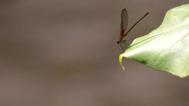 Yakut benekli kızböceği nehir kıyısında bir taro üzerinde tünemekte.
