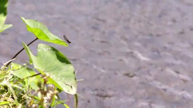 Yakut benekli kızböceği nehir kıyısında bir taro üzerinde tünemekte.