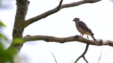 Yol kenarındaki şahin ağaca tünedi.