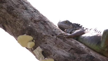 Yeşil iguana bir ağaç dalında dinleniyor.
