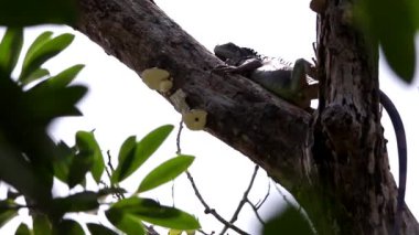 Yeşil iguana bir ağaç dalında dinleniyor.