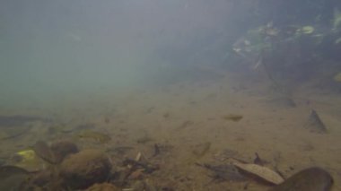 Vercaruz Meksika 'nın tatlı su göletlerindeki balık yaban hayatının sualtı görüntüleri.