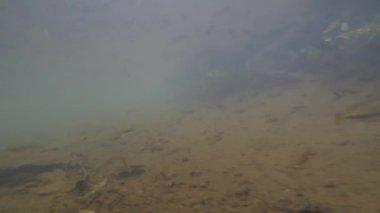 Vercaruz Meksika 'nın tatlı su göletlerindeki balık yaban hayatının sualtı görüntüleri.