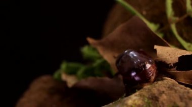 Gece yağmur ormanlarında sürünen büyük bir böcek.
