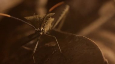 Acanthocephala yaprağı ayaklı böcek gece yağmur ormanlarında yürüyor.