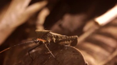 Acanthocephala yaprağı ayaklı böcek gece yağmur ormanlarında yürüyor.