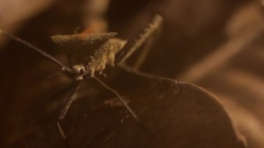 Acanthocephala yaprağı ayaklı böcek gece yağmur ormanlarında yürüyor.
