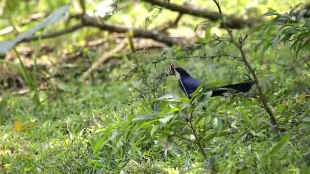 Great Tailed Grackle Browsing Grass — Stock Video