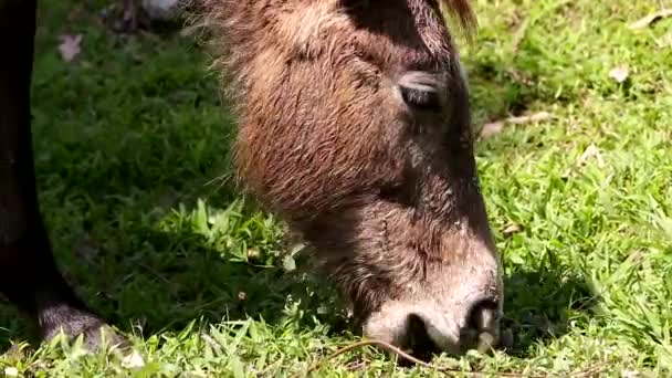 Pastoreio Burro Pasto Fresco Verde — Vídeo de Stock