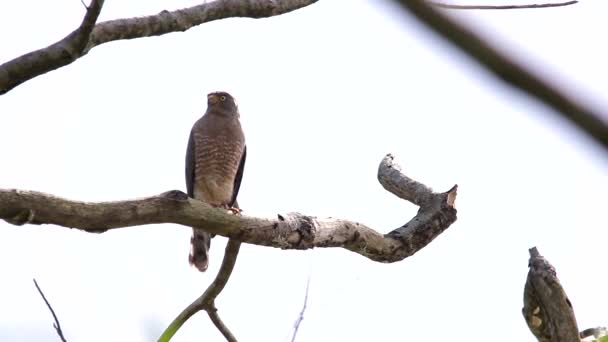 Road Side Hawk Perching Tree — Stock Video