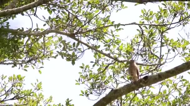 Jalan Sisi Elang Bertengger Pohon — Stok Video