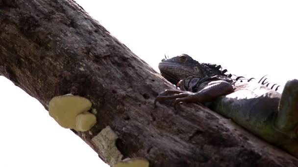 Green Iguana Resting Tree Branch — Stock Video