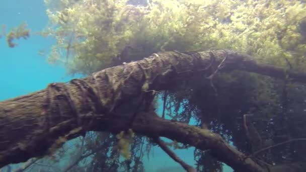 Inyecciones Submarinas Fauna Peces Estanques Agua Dulce Vercaruz México — Vídeo de stock