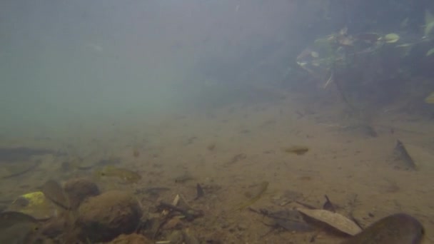 メキシコの淡水池での魚野生生物の水中ショット — ストック動画
