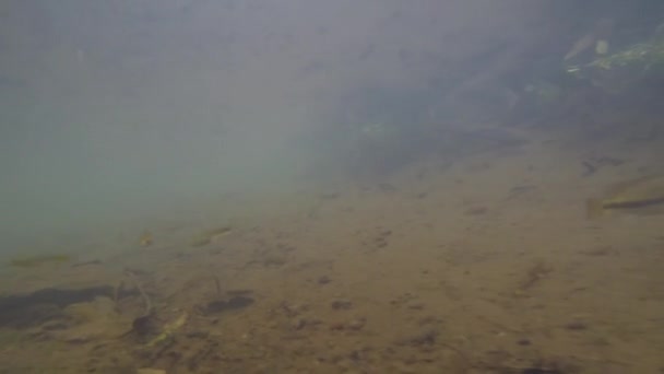 Podvodní Záběry Volně Žijících Ryb Sladkovodních Rybnících Vercaruz Mexiko — Stock video
