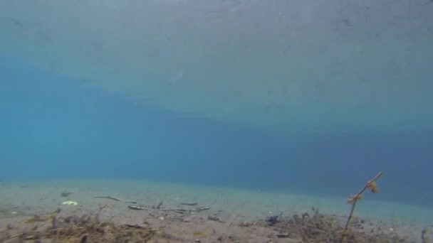 墨西哥韦尔卡鲁斯州淡水池中的水下鱼类捕猎 — 图库视频影像