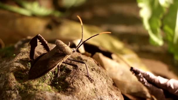 Acanthocephala Löv Footed Bug Walking Rain Forest Ground Night — Stockvideo