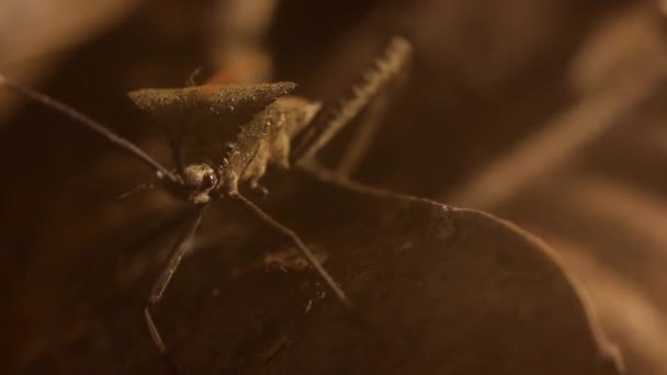 Acanthocephala Frunze Picior Bug Mers Jos Teren Forestier Tropicale Timp — Videoclip de stoc