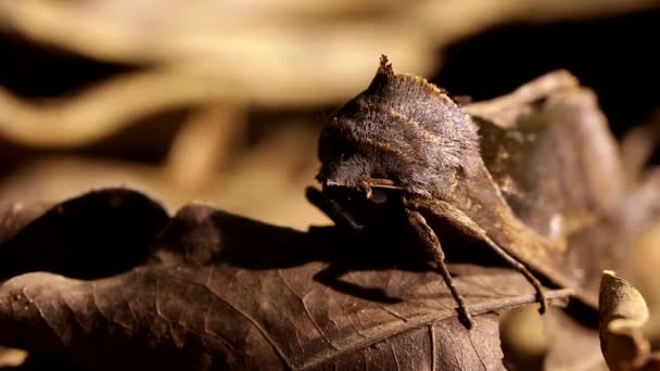 Gran Escarabajo Arrastrándose Por Suelo Selva Tropical Por Noche — Vídeos de Stock