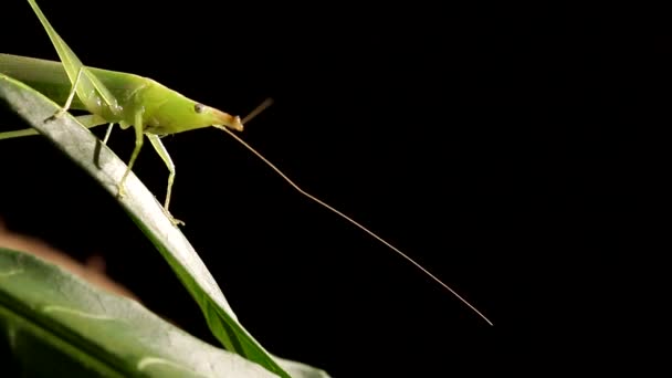 Forêt Tropicale Pluviale Dans Nuit Noire — Video