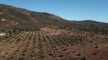 Valle de Guadalupe 'nin havadan çekilmiş fotoğrafı, zeytin ürünleri.