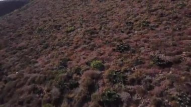 Baja California 'nın Agave Shawii' li kıyı çalısı.