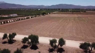 Baja California 'nın üstgeçit zeytin ekinleri