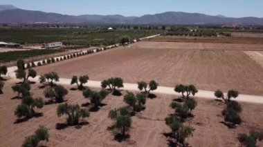 Baja California 'nın zeytinli ekinleri uçuşta uçuyor.