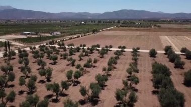 Baja California 'nın üstgeçit üzüm bağları