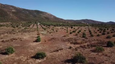 Baja California 'nın zeytinli ekinleri uçuşta uçuyor.