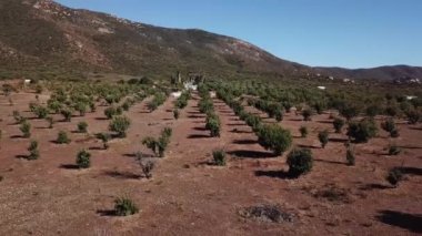 Baja California 'nın zeytinlerinin havadan çekimleri.
