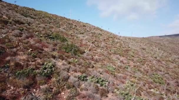 Arbusto Costeiro Baja California Com Agave Shawii Endémica Suculenta — Vídeo de Stock