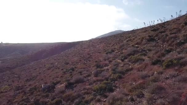 Arbusto Costero Baja California Con Agave Shawii Endémica Suculenta — Vídeo de stock
