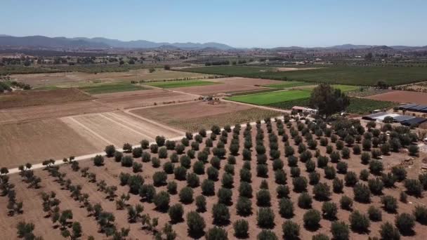 Culturas Oliveiras Sobrevoo Baja California — Vídeo de Stock