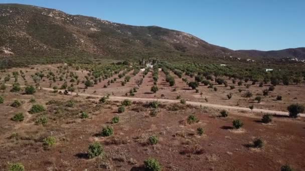 Olijfgaarden Van Baja California Aerial Pan — Stockvideo