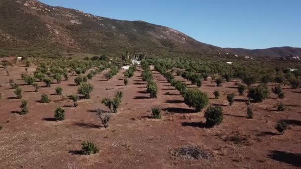 Zomm Légi Felvétel Olíva Növények Baja Kalifornia — Stock videók