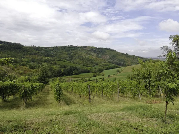 Piedmont timorasso bölgesinde yer alan güzel üzüm bağları