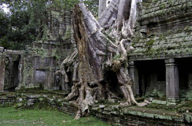 Tapınağı angkor wat, Kamboçya kalıntıları çevreleyen kökleri