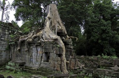 Tapınağı angkor wat, Kamboçya kalıntıları çevreleyen kökleri