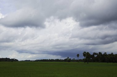 pirinç tarlaları Canbodia Tapınağı Angkor wat çevresinde