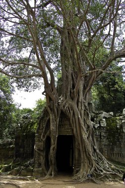 Tapınağı angkor wat, Kamboçya kalıntıları çevreleyen kökleri