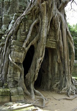 Tapınağı angkor wat, Kamboçya kalıntıları çevreleyen kökleri