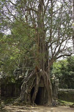 Tapınağı angkor wat, Kamboçya kalıntıları çevreleyen kökleri