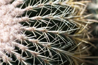 Güzel Echinocactus grusonii doku. Bir kaktüs yakın çekim.